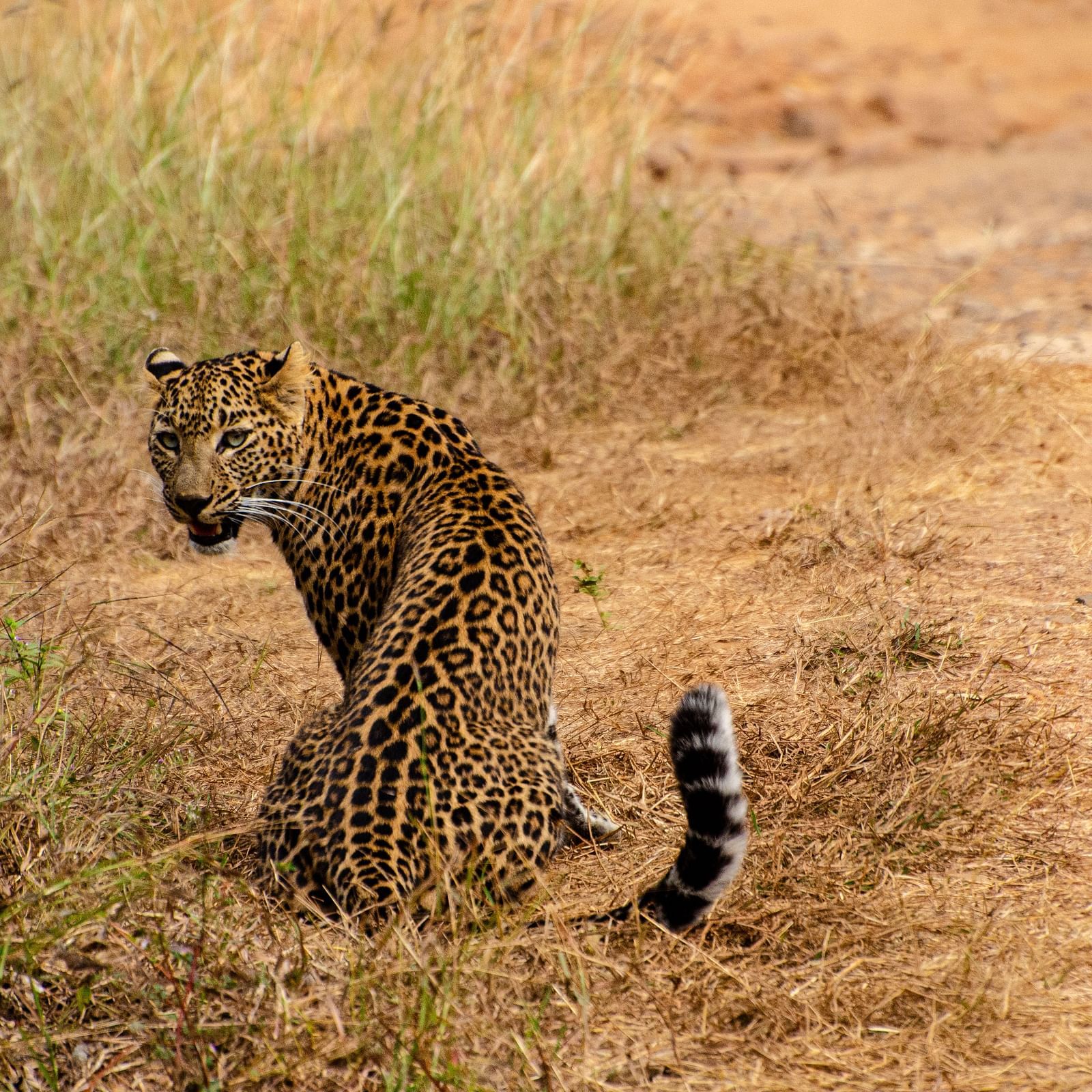 An Indian Leopard turning behind on a dry grassland at Trees N Tigers, Tadoba.